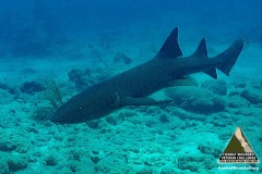 SCUBA Challenge - 28 June - Wildlife during Open Water Dive