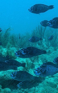Combat Wounded Veteran Challenge SCUBA