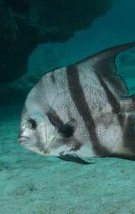 Combat Wounded Veteran Challenge SCUBA