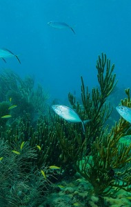 Combat Wounded Veteran Challenge SCUBA