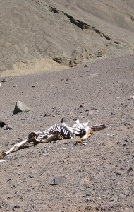 aconcagua-combat-wounded-veteran-challenge-27.jpg