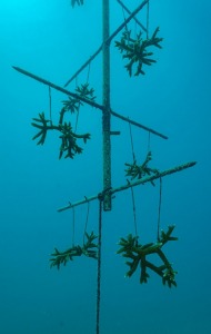 combat-wounded-veteran-scuba-22