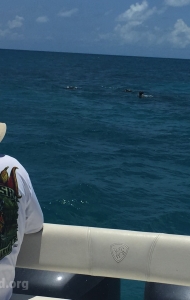 combat-wounded-veteran-challenge-scuba-2017-key-west-checkout-dives-117