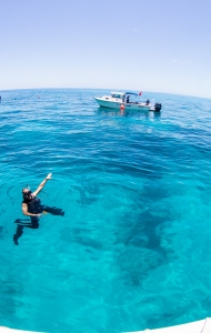 CWVC SCUBAnaut Coral Planting