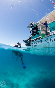 CWVC SCUBAnaut Coral Planting