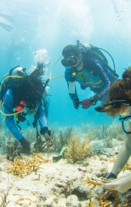 CWVC SCUBAnaut Coral Planting