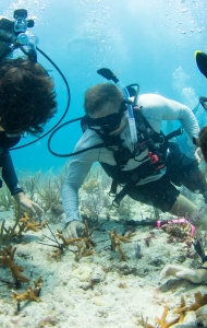 CWVC SCUBAnaut Coral Planting