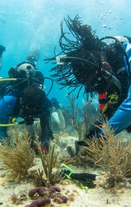 CWVC SCUBAnaut Coral Planting