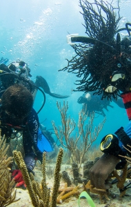 CWVC SCUBAnaut Coral Planting