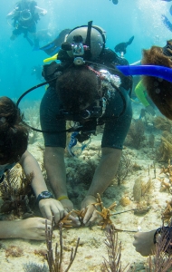 CWVC SCUBAnaut Coral Planting