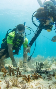 CWVC SCUBAnaut Coral Planting