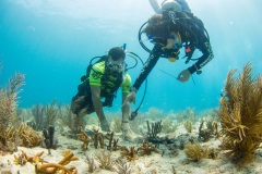 SCUBA Challenge 2017 - Reef Restoration