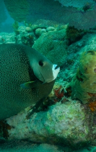 combat-wounded-veteran-challenge-scuba-key-west-4