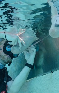 combat-wounded-veteran-scuba-10