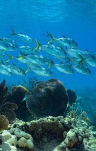 combat-wounded-veteran-scuba-07
