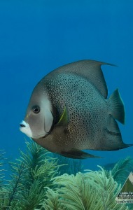 combat-wounded-veteran-scuba-10
