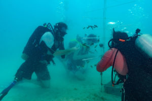 combat wounded veteran and scubanauts planting coral in Mote nursery