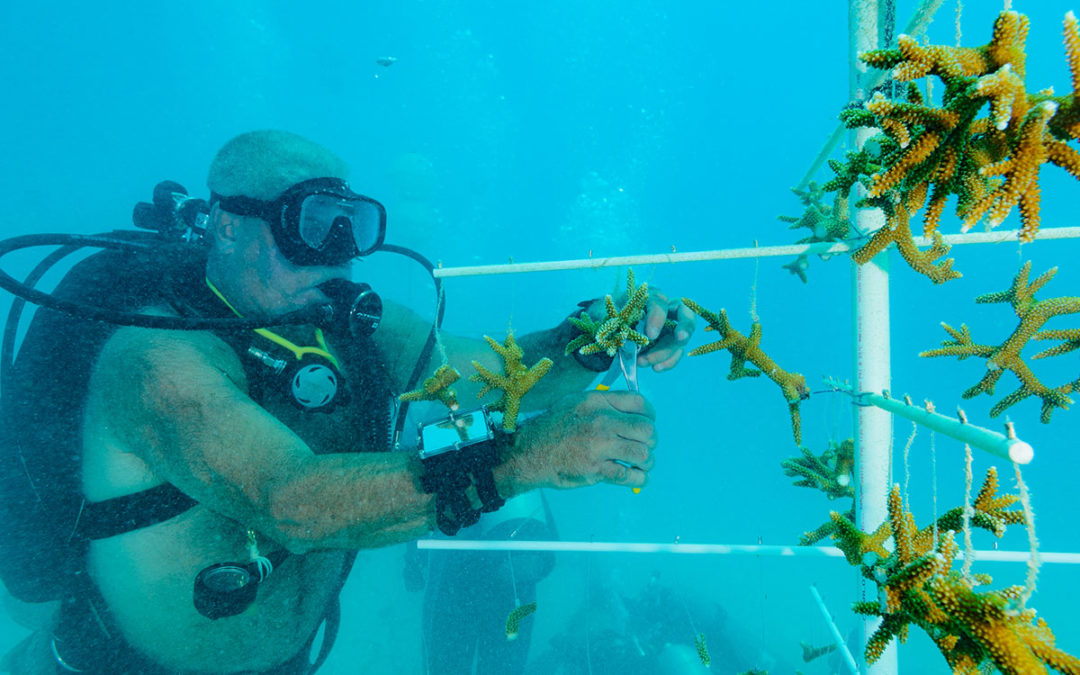 SCUBA Challenge 2019: Day Four – Reef Restoration