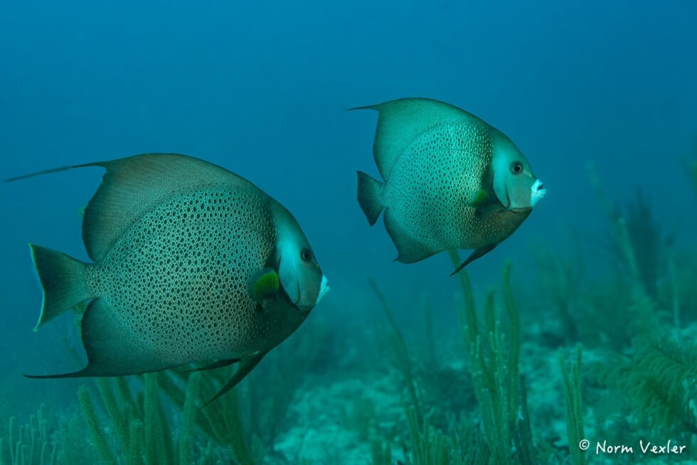 two french angel fish